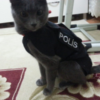 British Shorthair, Kedi  Gece fotoğrafı
