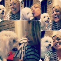 Maltese, Köpek  ŞANS fotoğrafı