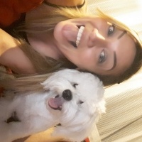 Maltese, Köpek  ŞANS fotoğrafı