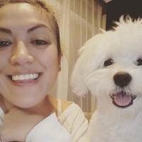 Maltese, Köpek  ŞANS fotoğrafı