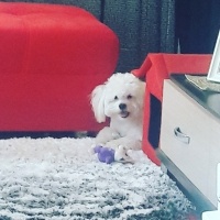 Maltese, Köpek  ŞANS fotoğrafı