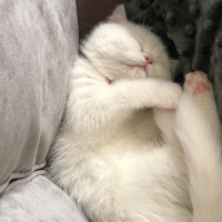 Exotic Shorthair, Kedi  Süt fotoğrafı