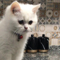 Exotic Shorthair, Kedi  Süt fotoğrafı