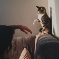 Tekir Kedi, Kedi  PAŞA fotoğrafı