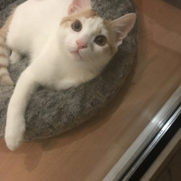Sarman, Kedi  Cesur fotoğrafı