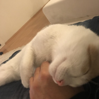 Sarman, Kedi  Cesur fotoğrafı