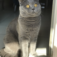 Scottish Fold, Kedi  Paşa fotoğrafı