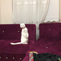 Scottish Fold, Kedi  Paşa fotoğrafı