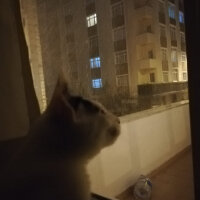 Tekir Kedi, Kedi  Çeto fotoğrafı