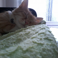Sarman, Kedi  Şifa fotoğrafı