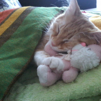 Sarman, Kedi  Şifa fotoğrafı