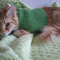 Sarman, Kedi  Şifa fotoğrafı