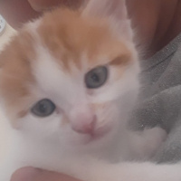 Sarman, Kedi  Boncuk fotoğrafı