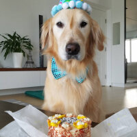 Golden Retriever, Köpek  Teddy fotoğrafı