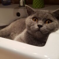 British Shorthair, Kedi  Buffy fotoğrafı