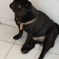 Pug, Köpek  reis fotoğrafı