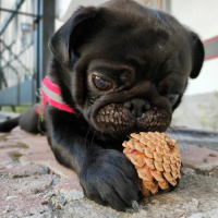 Pug, Köpek  reis fotoğrafı