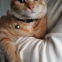 Sarman, Kedi  Sarman fotoğrafı