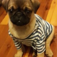 Pug, Köpek  charlot fotoğrafı