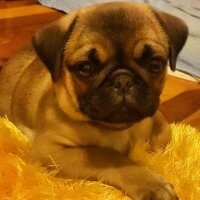 Pug, Köpek  charlot fotoğrafı