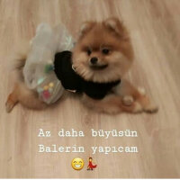 Pomeranyalı, Köpek  Mia fotoğrafı