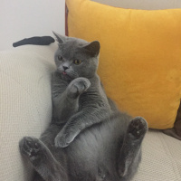 British Shorthair, Kedi  Duman fotoğrafı