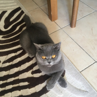 British Shorthair, Kedi  Duman fotoğrafı