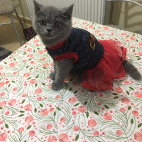 British Shorthair, Kedi  Duman fotoğrafı