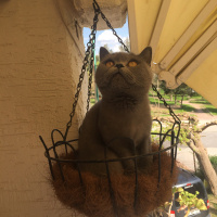 British Shorthair, Kedi  Duman fotoğrafı