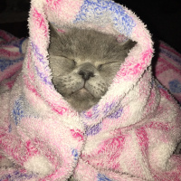 British Shorthair, Kedi  Duman fotoğrafı