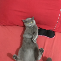 British Shorthair, Kedi  Duman fotoğrafı