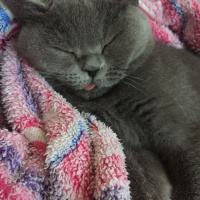 British Shorthair, Kedi  Duman fotoğrafı