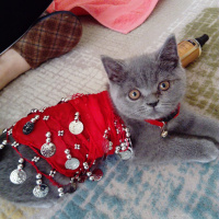 British Shorthair, Kedi  Duman fotoğrafı