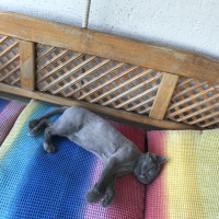 British Shorthair, Kedi  Duman fotoğrafı