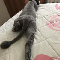 British Shorthair, Kedi  Duman fotoğrafı