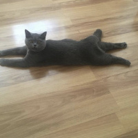 British Shorthair, Kedi  Duman fotoğrafı