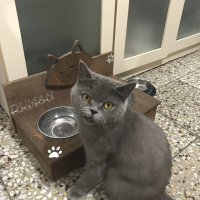 British Shorthair, Kedi  Duman fotoğrafı