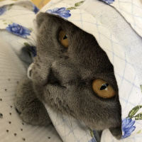 British Shorthair, Kedi  Duman fotoğrafı