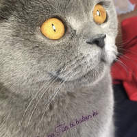 British Shorthair, Kedi  Duman fotoğrafı
