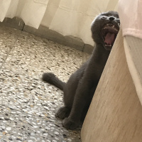 British Shorthair, Kedi  Duman fotoğrafı