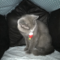 British Shorthair, Kedi  Duman fotoğrafı