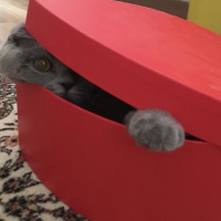 British Shorthair, Kedi  Duman fotoğrafı
