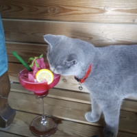British Shorthair, Kedi  Duman fotoğrafı