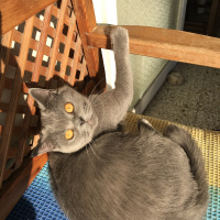 British Shorthair, Kedi  Duman fotoğrafı