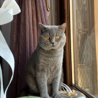 British Shorthair, Kedi  Dayı fotoğrafı