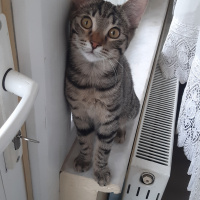 Tekir Kedi, Kedi  Behçet fotoğrafı