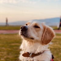 Golden Retriever, Köpek  Periko fotoğrafı