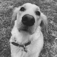 Golden Retriever, Köpek  Periko fotoğrafı