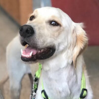 Golden Retriever, Köpek  Periko fotoğrafı