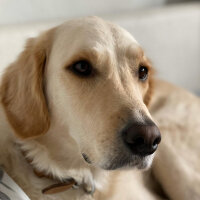 Golden Retriever, Köpek  Periko fotoğrafı